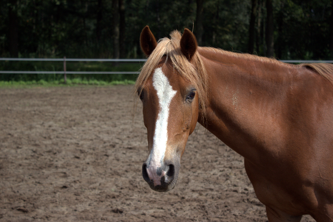 Paarden | Het Paardrijk